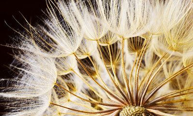 Dandelion flower background 