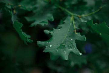 Fototapeta na wymiar green oak leaves after rain with drops