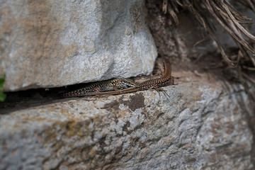 Mauereidechse