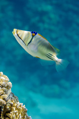 Picasso triggerfish (Rhinecanthus assasi)