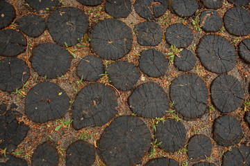 cut of wood with annual rings
