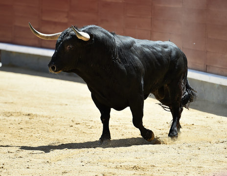 toro negro espa&ntilde;ol