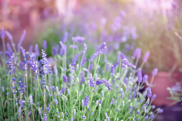 A large bouquet of lavender flowers is sold in a flower shop on the street. Copy space. Selective focus. Background