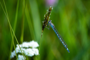 Blue damselfly on a seed head