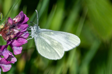 Cryptic wood white butterfly hanging from bush vetch