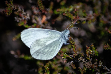 Cryptic wood white butterfly on heather