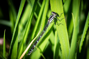 Damselfly holding onto a broad grass blade