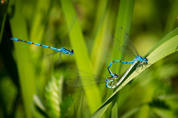 Damselflies waiting with a third hoping to get involved