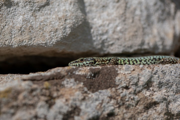 Mauereidechse