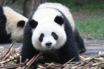 Obraz na płótnie Canvas Happy Panda Cub eats Bamboo Shoot, Chengdu ,China