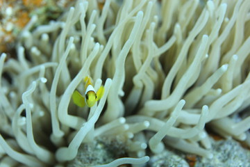 Red Sea Anemonefish (amphiprion bicinctus). Taken at Ras Mohammed in Sharm el Sheikh.