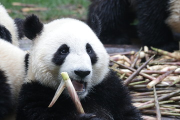 Obraz premium Happy Panda Cub eats Bamboo Shoot, Chengdu ,China