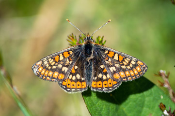 Marsh fritillary butterfly on a green leaf