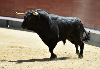 black bull in spain running in bullring