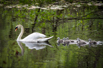 Swan with cygnets on water