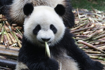 Fototapeta premium Little Fluffy Panda Cub on the Pile of Bamboo Shoot, Chengdu, China