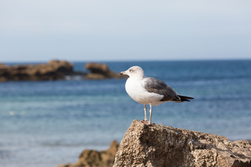 Seagulls in the city of Essaouira