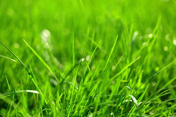 Poranna rosa na jasno zielonej trawie tuz o świcie.