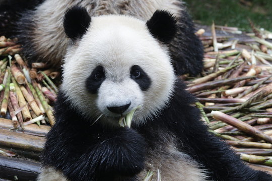Little Fluffy Panda Cub on the Pile of Bamboo Shoot, Chengdu, China