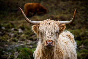A close up of a brown highland cow