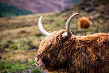 A close up of a brown highland cow