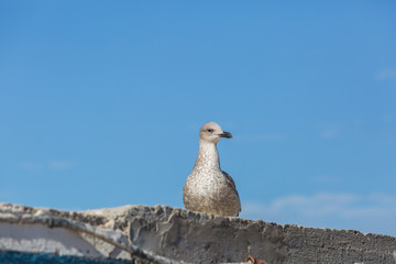Seagulls in the city of Essaouira
