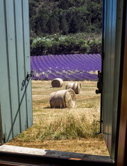 Summer landscape in Provence - view through the window on a countryside with a lavender field and...