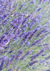 Violet lavender field with soft light effect for your floral background. Lavender flowers in pastel colors for your template of cover or poster. Abstract backdrop with aroma herbs in Provence.