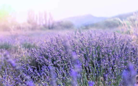 Fototapeta Lavender field in Provence. French landscape at ultra violet tone and soft light effect. Lavender flowers at sunlight in a soft focus, pastel colors and blur background.