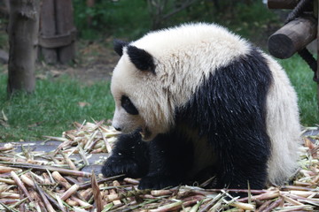 Fototapeta premium Happy Panda Cub eats Bamboo Shoot, Chengdu ,China