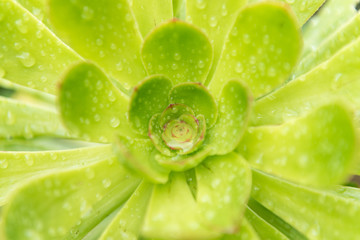 Aeonium, typical of the Canary Islands floor. Covered with small raindrops