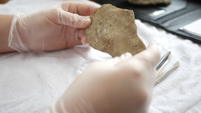 A paleontologist observes a mucrospirifer brachiopod fossil  via magnifying glass - ALT Angle