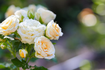 White yellow roses bloom in the garden, white roses on a blurred background, flowers with copy space, bouquet preparation, spring garden, art