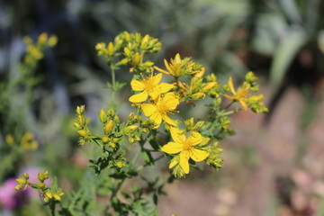 Yellow  flowers bloom in a meadow