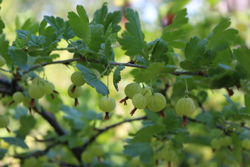 Gooseberries are ripe in the gardens