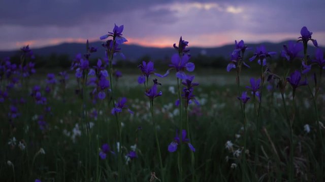 Wild purple iris flowers plants in a field at sunset, Meadow, nature.
