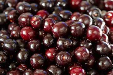 Wild bitter cherries