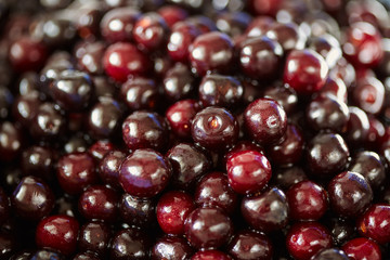 Wild bitter cherries