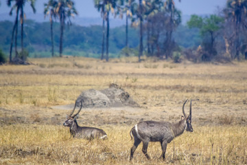 African prarie with grazing antelopes