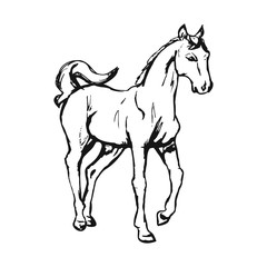 Naklejka na ściany i meble Graphic image of a horse on a white background