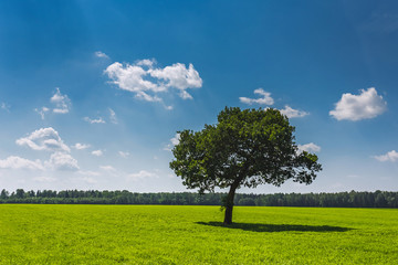 Fototapeta na wymiar Field,tree and blue sky