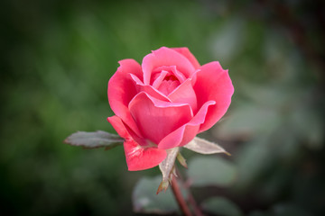 Garden Rose