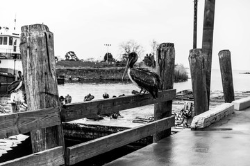 Fototapeta premium A bunch of Pelicans hanging around the fish market in Pensacola Florida hoping to get some scraps.