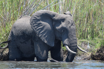 Fototapeta na wymiar African bush elephant swimming in water. Loxodonta africana