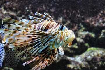 Scorpaenidae fish in an aquarium