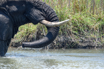Fototapeta premium African bush elephant drinking water. Loxodonta africana