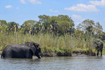 Obraz premium African bush elephant swimming in water. Loxodonta africana