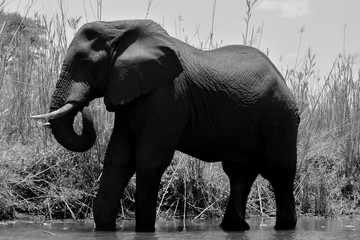 African Bush Elephant foraging along river in Malawi, Africa. Loxodonta africana