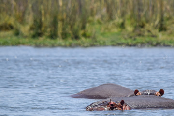 Hippopotamus swimming in river. Hippopotamus amphibius