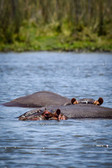 Hippopotamus swimming in river. Hippopotamus amphibius